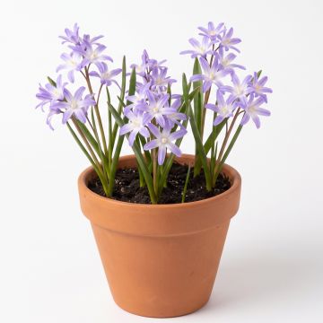 Gloire des neiges violette
