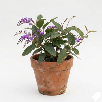 Glycine australienne