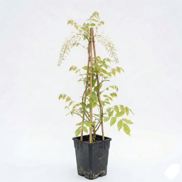 Glycine du Japon blanche