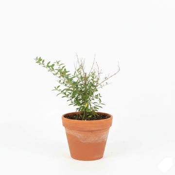 Goji - Lycium barbarum