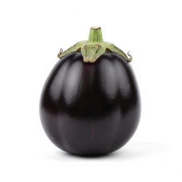 Aubergine Black Beauty - Oeuf végétal