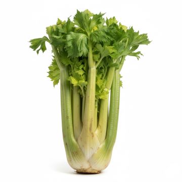 Céleri Géant Doré Amélioré - Apium graveolens