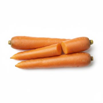 Carotte Nantaise améliorée - Daucus carota