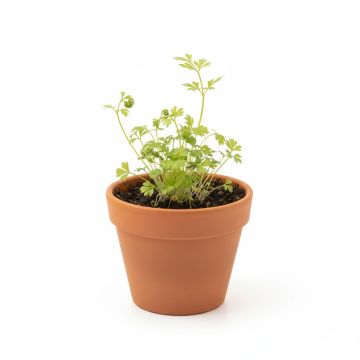 Graines de Cerfeuil commun