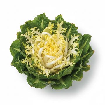 Chicorée frisée De Ruffec - Cichorium endivia var. crispum