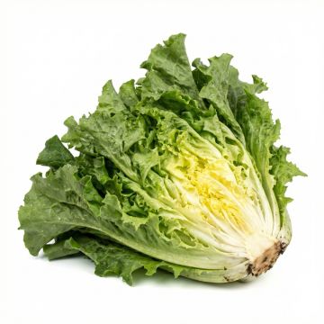 Chicorée scarole Géante Maraîchère - Cichorium endivia