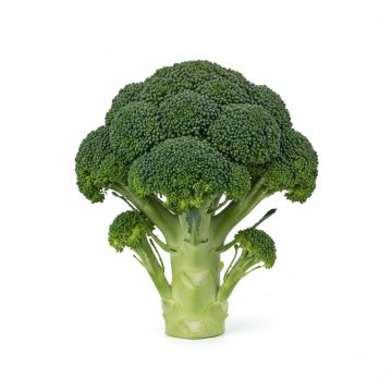 Chou Brocoli Vert Calabrais