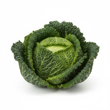 Chou de Milan Gros des Vertus