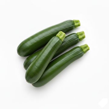 Courgette Verte non coureuse des maraîchers - Cucurbita pepo