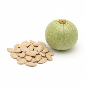 Graines de Courgette de Nice à fruit rond