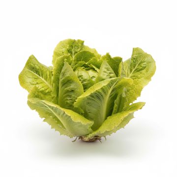 Laitue Batavia Dorée de Printemps