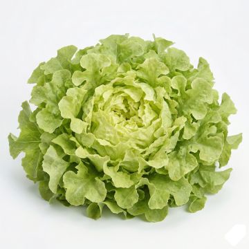 Laitue à couper Feuille de Chêne blonde à graines noires