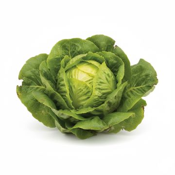 Laitue pommée Merveille des 4 saisons