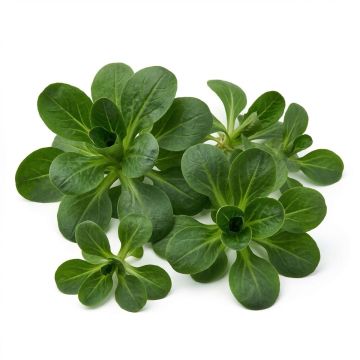 Mâche Verte de Cambrai