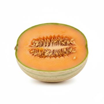 Melon Charentais - Cucumis melo