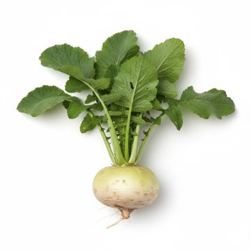 Navet de Nancy à Feuille Entière - Brassica rapa