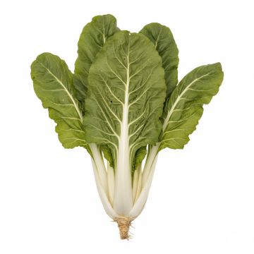 Poirée blonde à Carde Blanche - Blette - Beta vulgaris