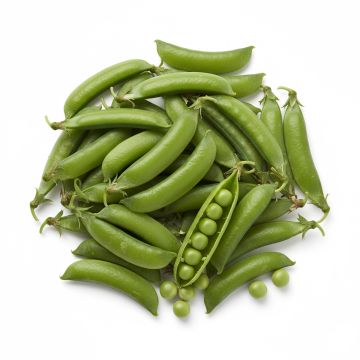 Graines de Pois nain Petit Provencal