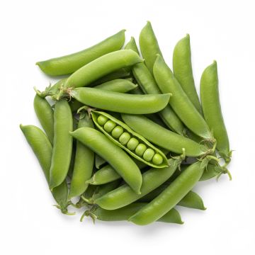 Pois à rames Express à longue cosse (Le Généreux) - Pisum sativum