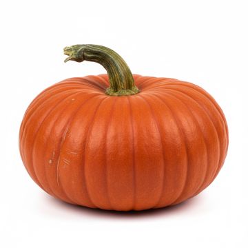 Potiron rouge vif d'Etampes - Cucurbita maxima