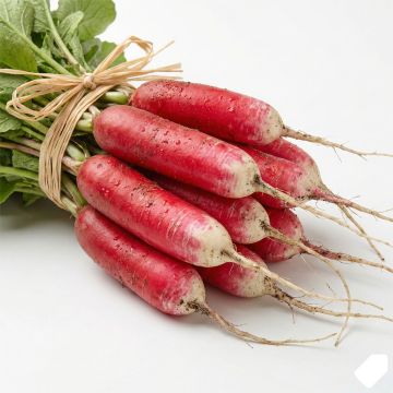 Radis de 18 jours - Raphanus sativus