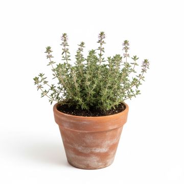Thym D'Hiver - Thymus vulgaris