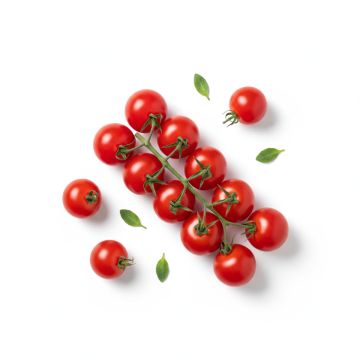 Tomate cerise
