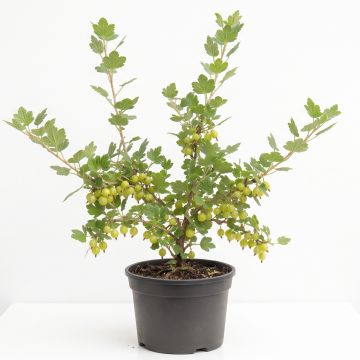 Groseillier à maquereaux Hinnonmaki jaune