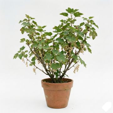 Groseillier blanc Zitavia