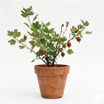 Groseillier à maquereaux Hinnonmaki rouge