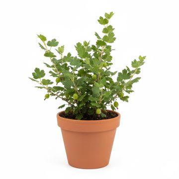 Groseillier à maquereaux Hinnonmaki vert