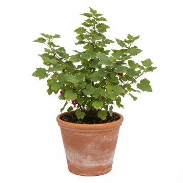 Groseillier à grappes rouges Jonkheer van Tets - Pot de 15.5L