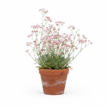 Gypsophila Rosenschleier - Gypsophile Rosy Veil