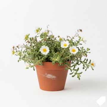 Hélianthème - Helianthemum The Bride