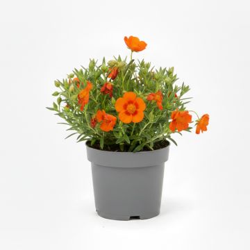 Helianthemum Fire Dragon - Hélianthème orange et rouge