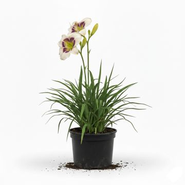 Hémérocalle Moonlight Masquerade - Lis d'un jour crème et pourpre