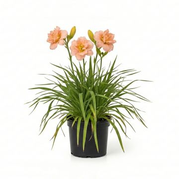 Hémérocalle Siloam Double Classic