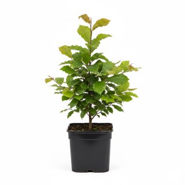 Hêtre commun - Fagus sylvatica en godet de 9cm
