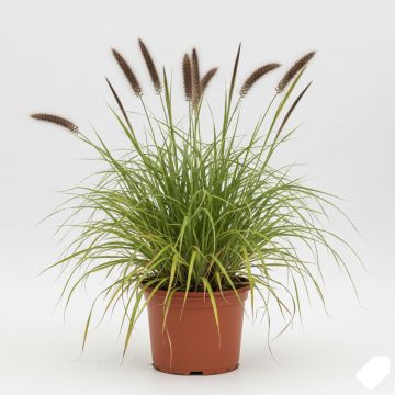 Pennisetum alopecuroïdes f. viridescens - Herbe aux écouvillons