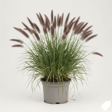 Herbe aux écouvillons épis pourpres