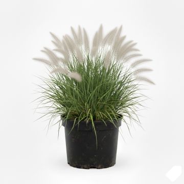 Herbe aux écouvillons épis roses