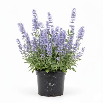 Nepeta faassenii Walker's Low