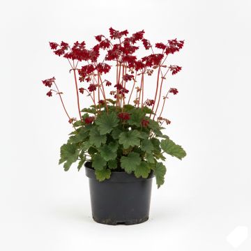 Heuchera sanguinea Leuchtkäfer - Heuchère sanguine