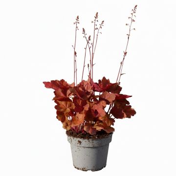 Heuchera micrantha Palace Purple - Heuchère pourpre 