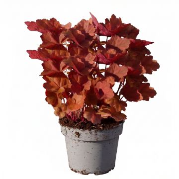 Heuchera micrantha Palace Purple - Heuchère pourpre 
