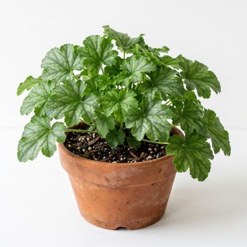 Heuchera sanguinea Leuchtkäfer - Heuchère sanguine