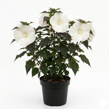 Hibiscus moscheutos Geant Red - Hibiscus des marais en pot de 1L/1,5L