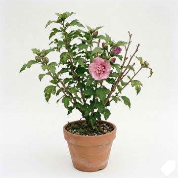 Hibiscus syriacus Totus Albus - Althéa blanc pur.