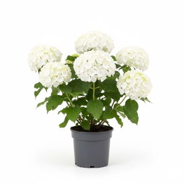Hortensia arborescent blanc