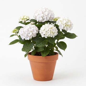 Hortensia blanc